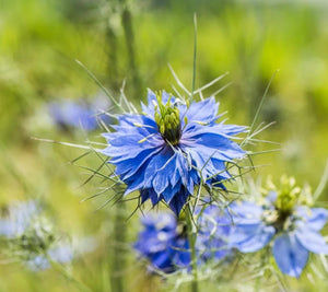 Miel fleur de nigelle 150gr