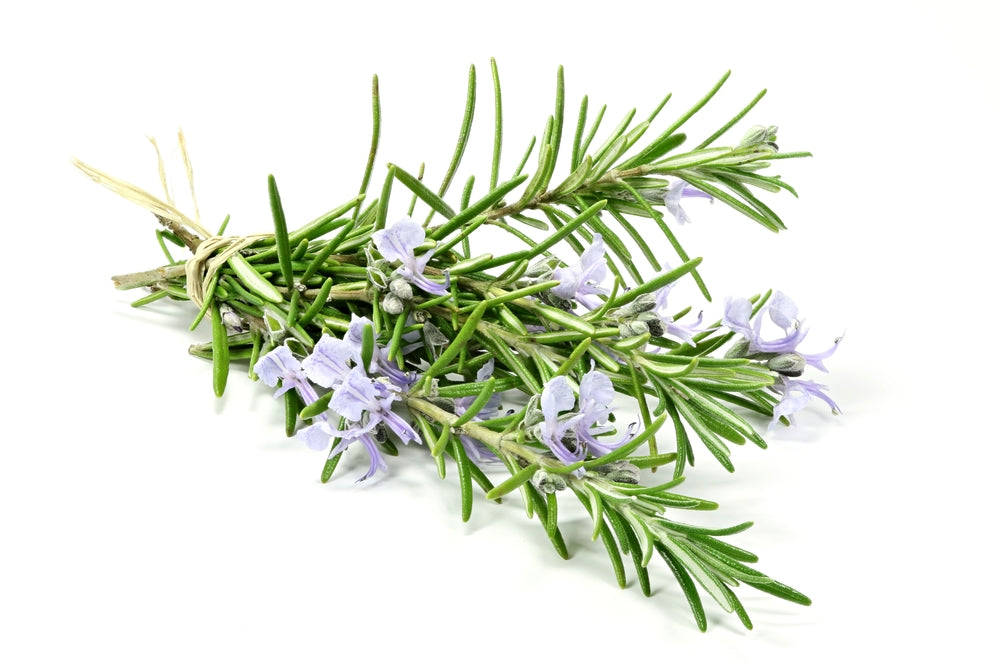 MIEL DE ROMARIN  – DOUCEUR FLORALE & FRAÎCHEUR MÉDITERRANÉENNE